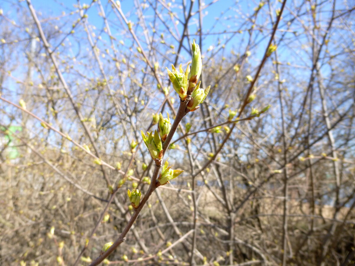 Парк Сосновка, в котором растут не только хвойные деревья