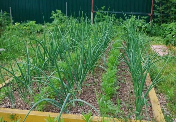 6 причин посадить лук и морковь на одной грядке