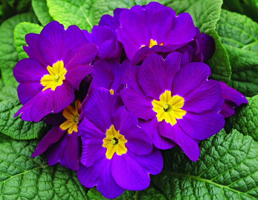 Примула многолетник. Примула примроуз. Примула цветок первоцвет. Сорта примул с фото и названиями сорта. Примула.