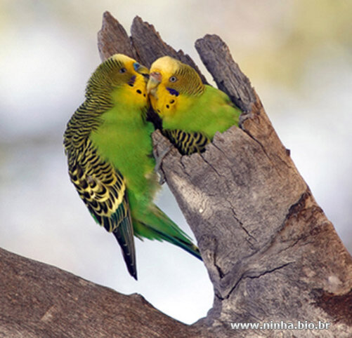 Источник фото: ninha.bio.br