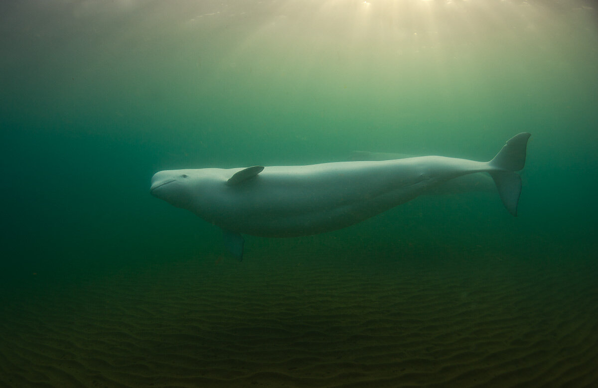 Фото белого кита