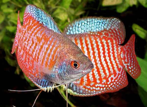 Источник фото: indiamart.com