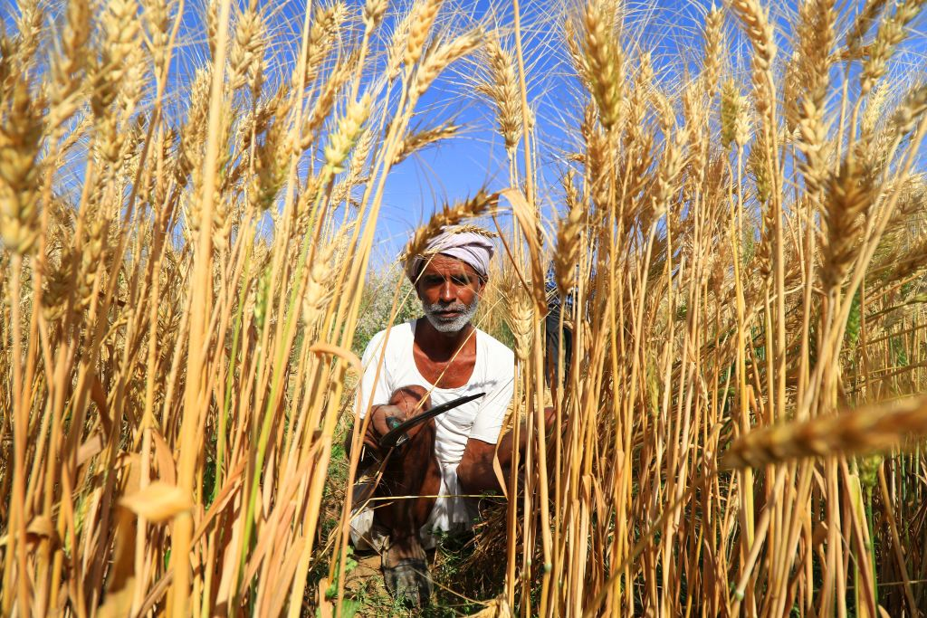 Хозяйство:сельское хозяйство Индии. Сельское хозяйство Индии. Индия зерновые культуры. Земледелие в Индии.