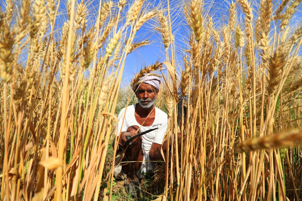 In northern india they harvest their wheat. Хозяйство:сельское хозяйство Индии. Сельское хозяйство Индии. Земледелие в Индии. Сельхоз культуры Индии.