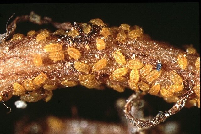 Вредитель  внешне похож на тлю желтого цвета. Обитает в корнях винограда европейского сорта, на американских сортах может переходить на листья. Личинки питаются соком из корневой системы. На месте их укола появляются бугорки с небольшим отверстием, через которые попадает инфекция.