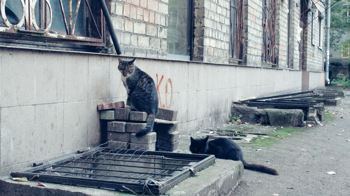 Хошь внутри зависай, хошь — на крыше сиди, наблюдай.