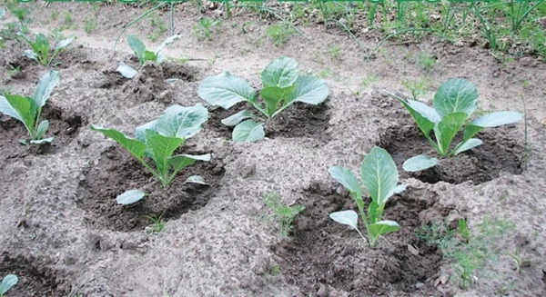 Высаживаю рассаду в лунки, в каждую добавляю немного золы и суперфосфата