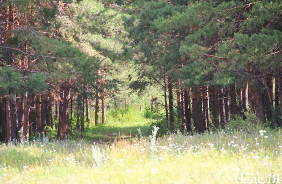 Фото бузулукского бора оренбургская область