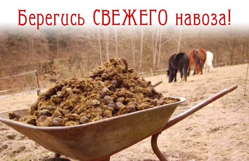 Свежий навоз часто заражен личинками вредных насекомых и может обжечь корни