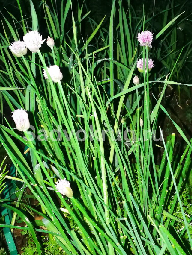 “Прямо с грядки” нарезанный шнитт – лук