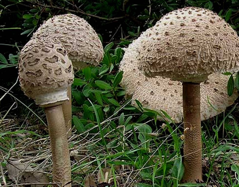 ЗОНТИК ПЁСТРЫЙ