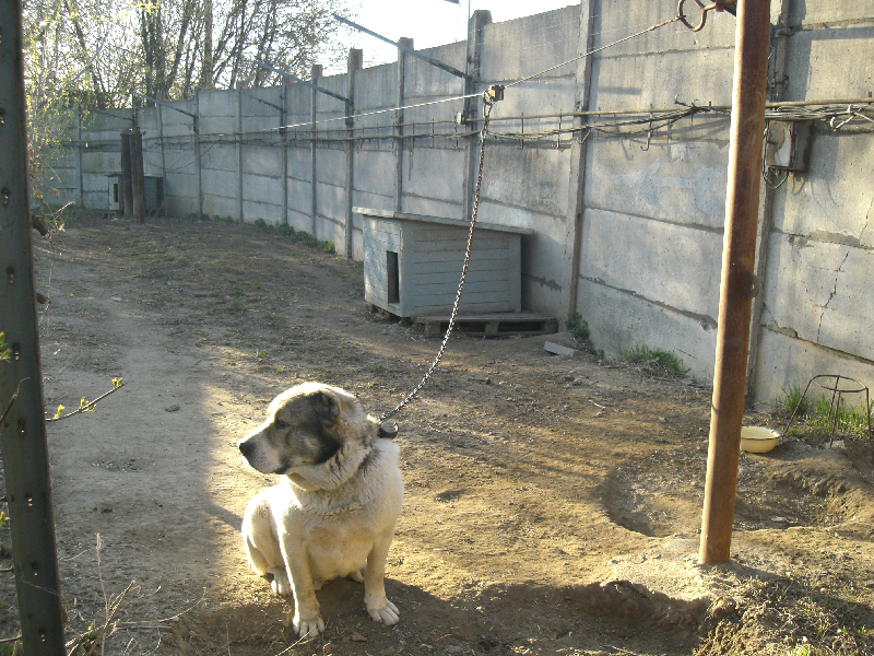 Серый забор, серая жизнь. Фото: https://clck.ru/WTxZz