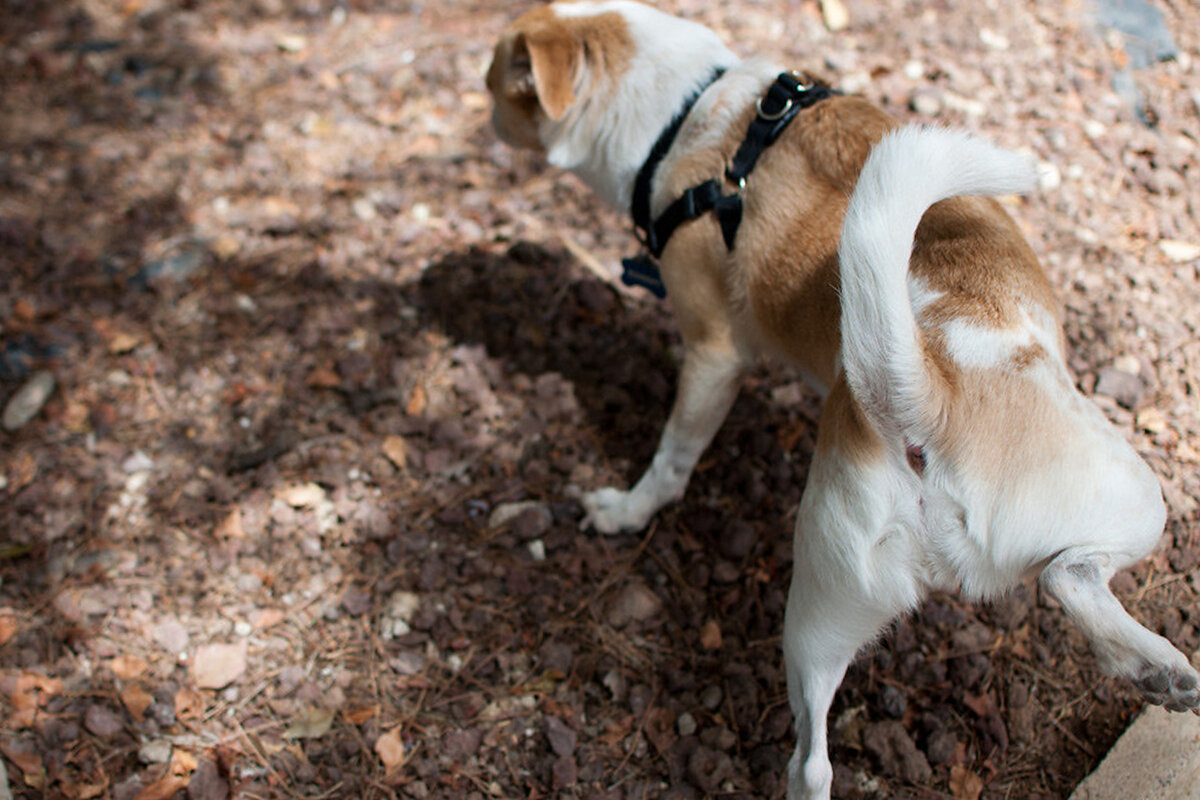 Собака метит. Отучить кобеля метить. Собака метит территорию. Отучить собаку подбирать на улице. Собака метит в квартире.