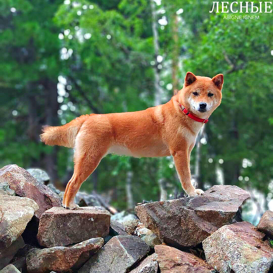 Лесные канал дзен. Лесные породы собак. Дася Лесные. Лесная собака. Лесные Дася порода собаки.