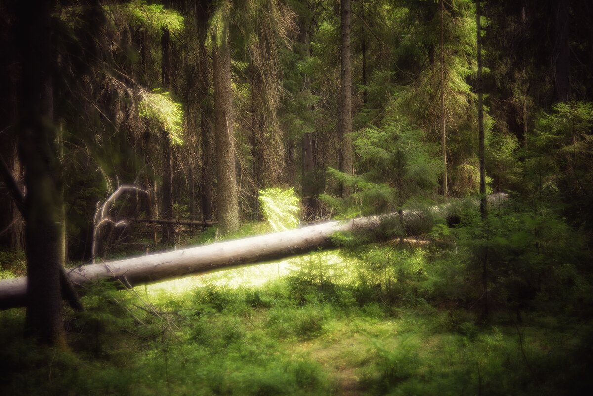 фотки мои, идея Шишкина