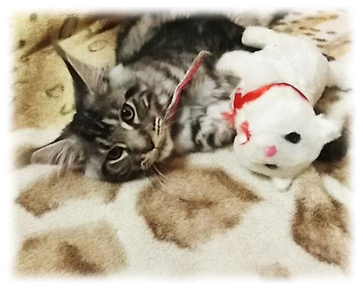 Никуся
