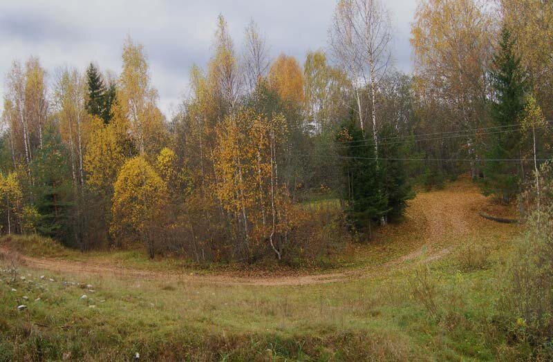 Осенний лес