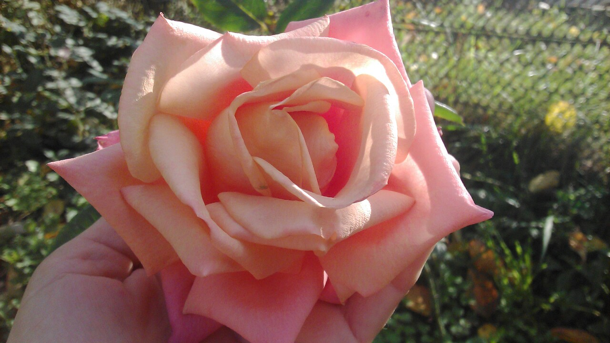 все мои розы выращены из черенков, сортов большинства не знаю