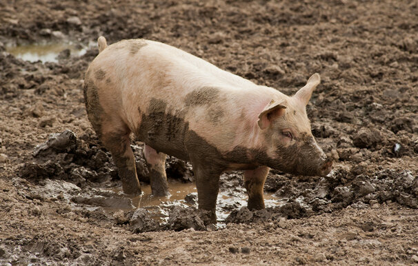 Запрет на употребление свинины в религиях