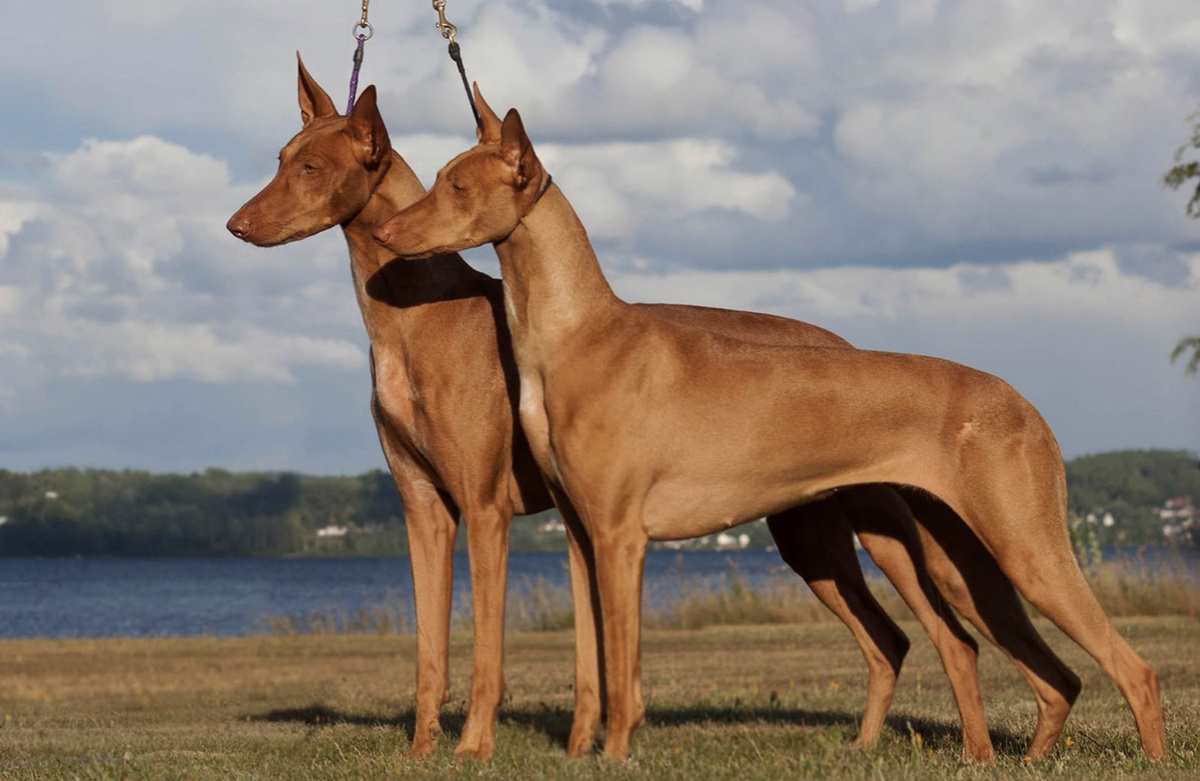 Фараонова собака 