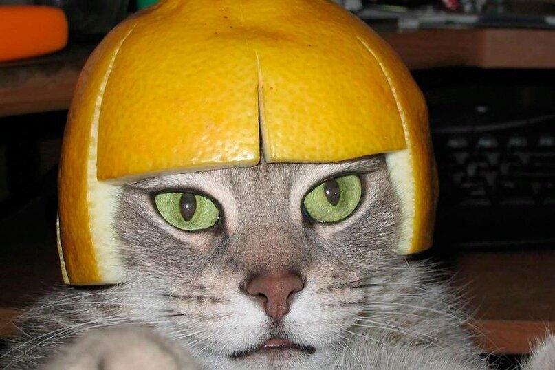 «Котенок, ты сильно обидишься, если я буду называть тебя апельсинкой?»