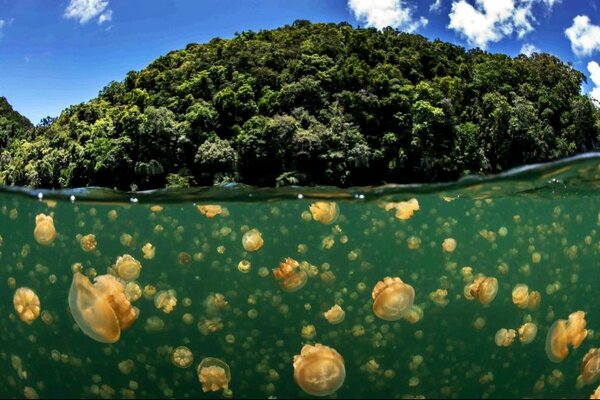 Озеро, в котором обитает 15 миллионов медуз-вегетарианцев