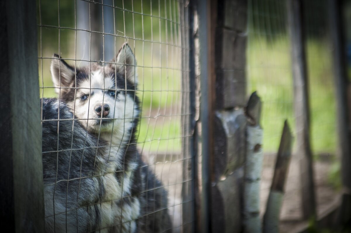 На фото Черника и у нее пока тоже нет хозяина