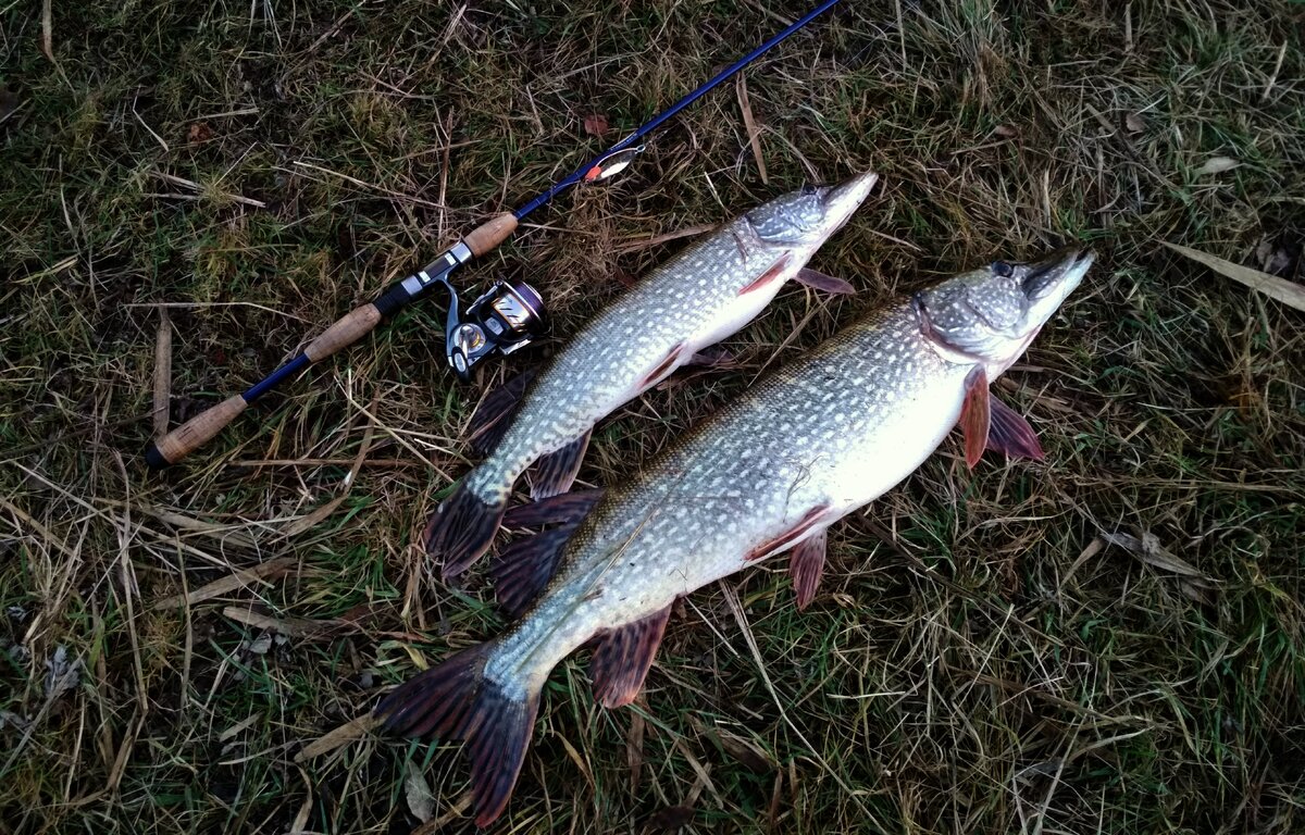 Жор щуки осенью. Когда начинается щука. Жор у щуки осенью 2022 года. Щука клюка. Когда начинается жор щуки в феврале марте.