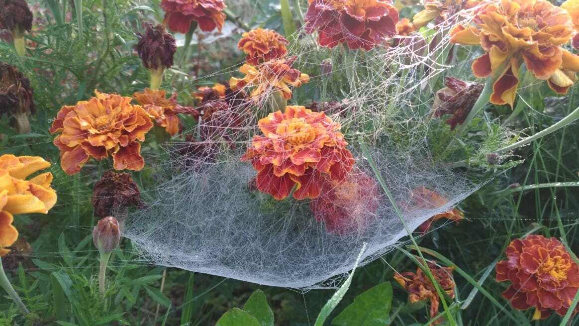 Пошла вторая сентябрьская неделя, а заморозков еще нет. Бархатцы в полном цвету. Эти неприхотливые цветы выдерживают все, кроме легкого морозца.