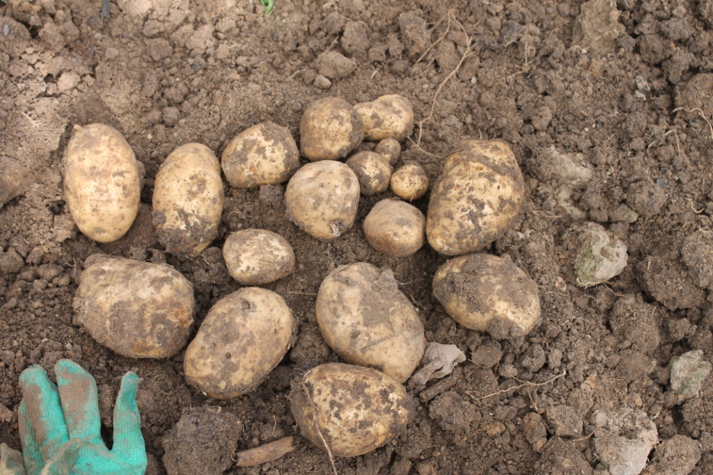 Своя картошка вкуснее для тех, кто вложил в выращивание свой труд