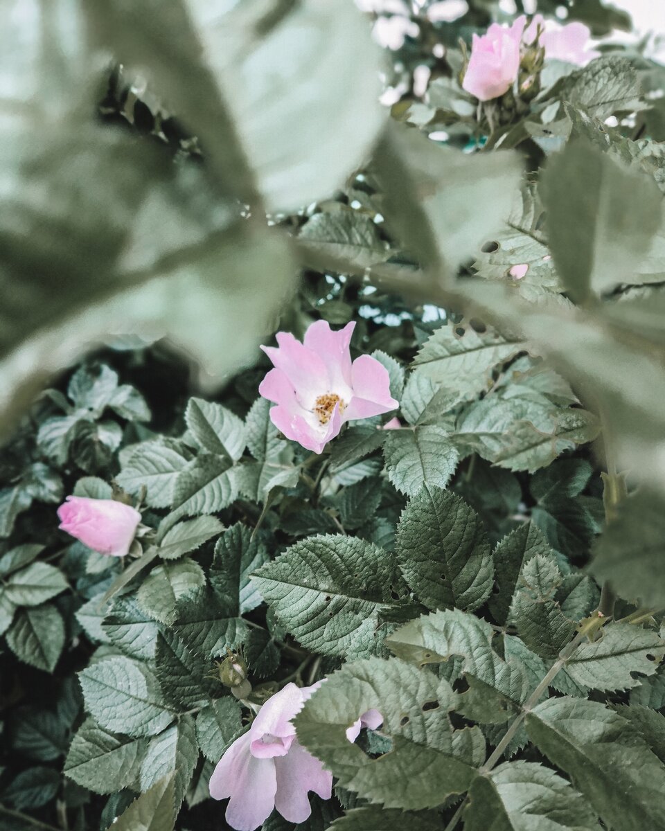 Источник фото instagram @botanik_om 