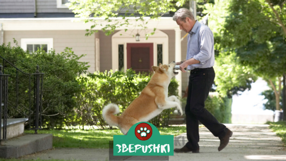 Пес акита-ину с Ричардом Гиром, коллегой по съемочной площадке, съемки фильма