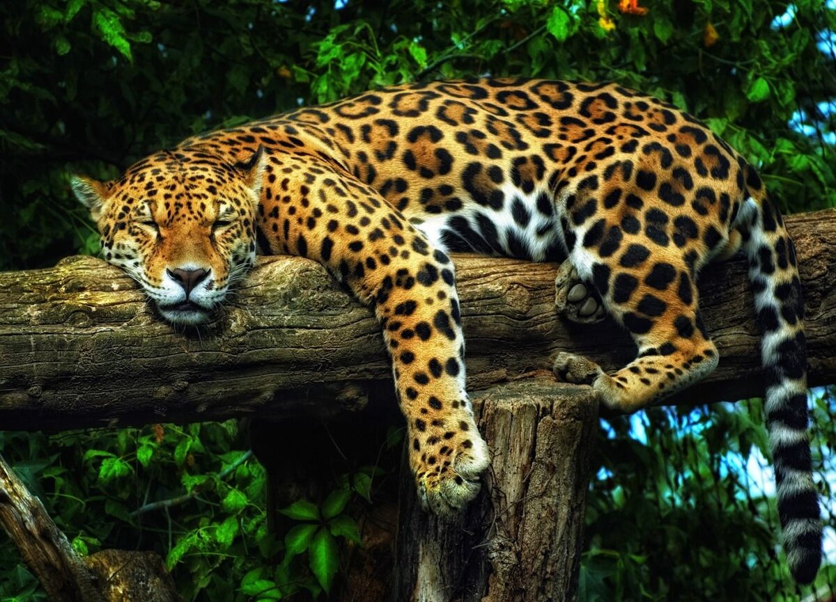 nature-animals.ru ©