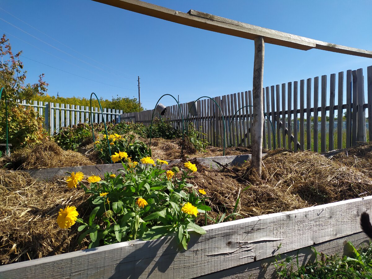 Первый огородный сезон с высокими грядками. Я довольна на все 100%.