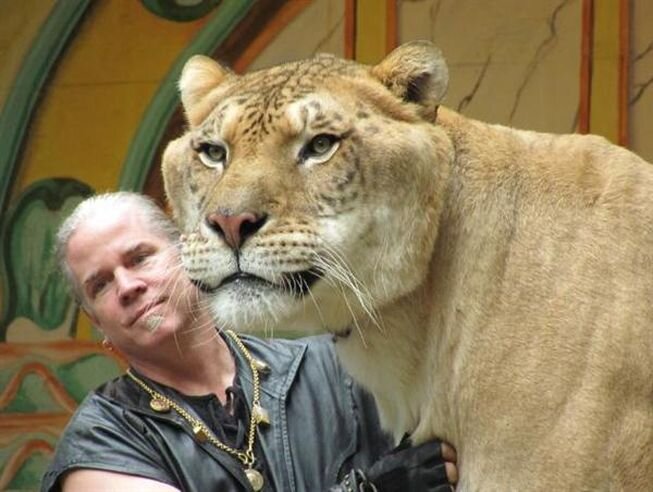 Один из самых известных лигров - Геркулес