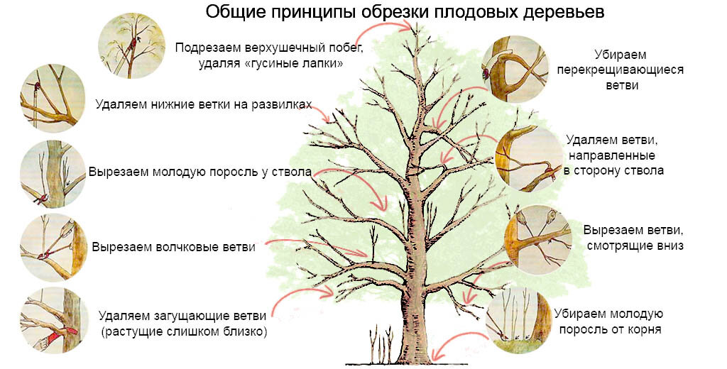 Обрезка плодовых деревьев весной. Груша, вишня. Фото