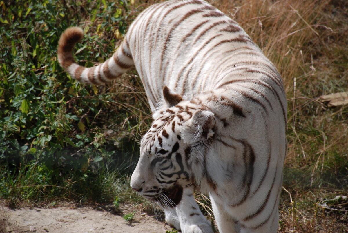 В Юнселе этих хищников можно рассмотреть вблизи (фото из собственных архивов)