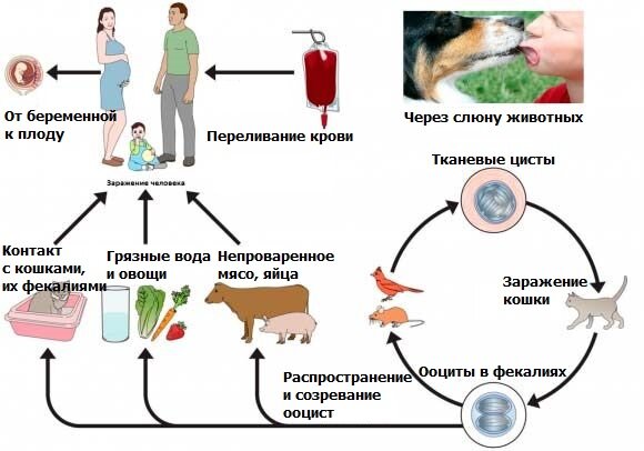 От кошек можно заразиться токсоплазмозом как выглядит