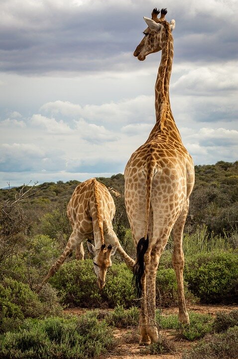 https://cdn.pixabay.com/photo/2018/10/28/11/18/giraffe-3778536_960_720.jpg