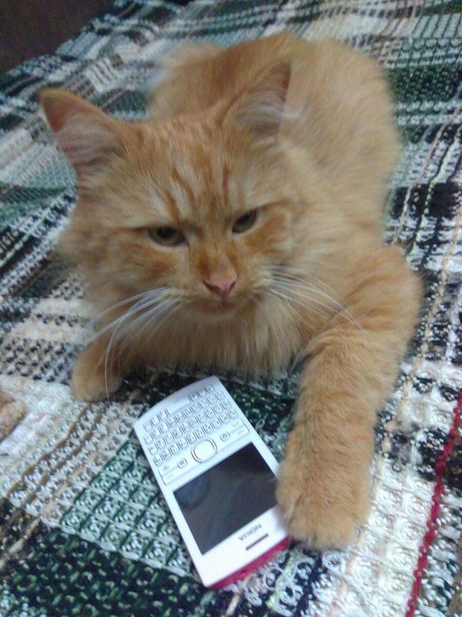 Вот такой у меня был кот Рыжка.