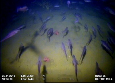 Много минтая...