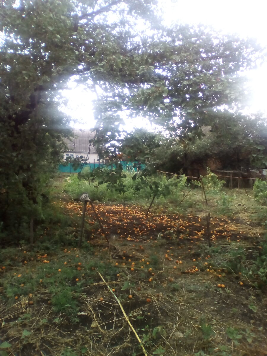 Хоть ложись и делай ангела  в абрикосах. 