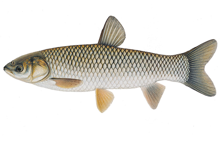 Фото с сайта: https://www.wkar.org