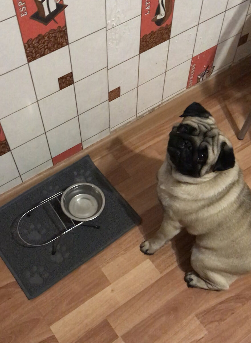 Мой Арни настолько привык к этой команде, что сам садится и ждёт, когда его, наконец-то, покормят