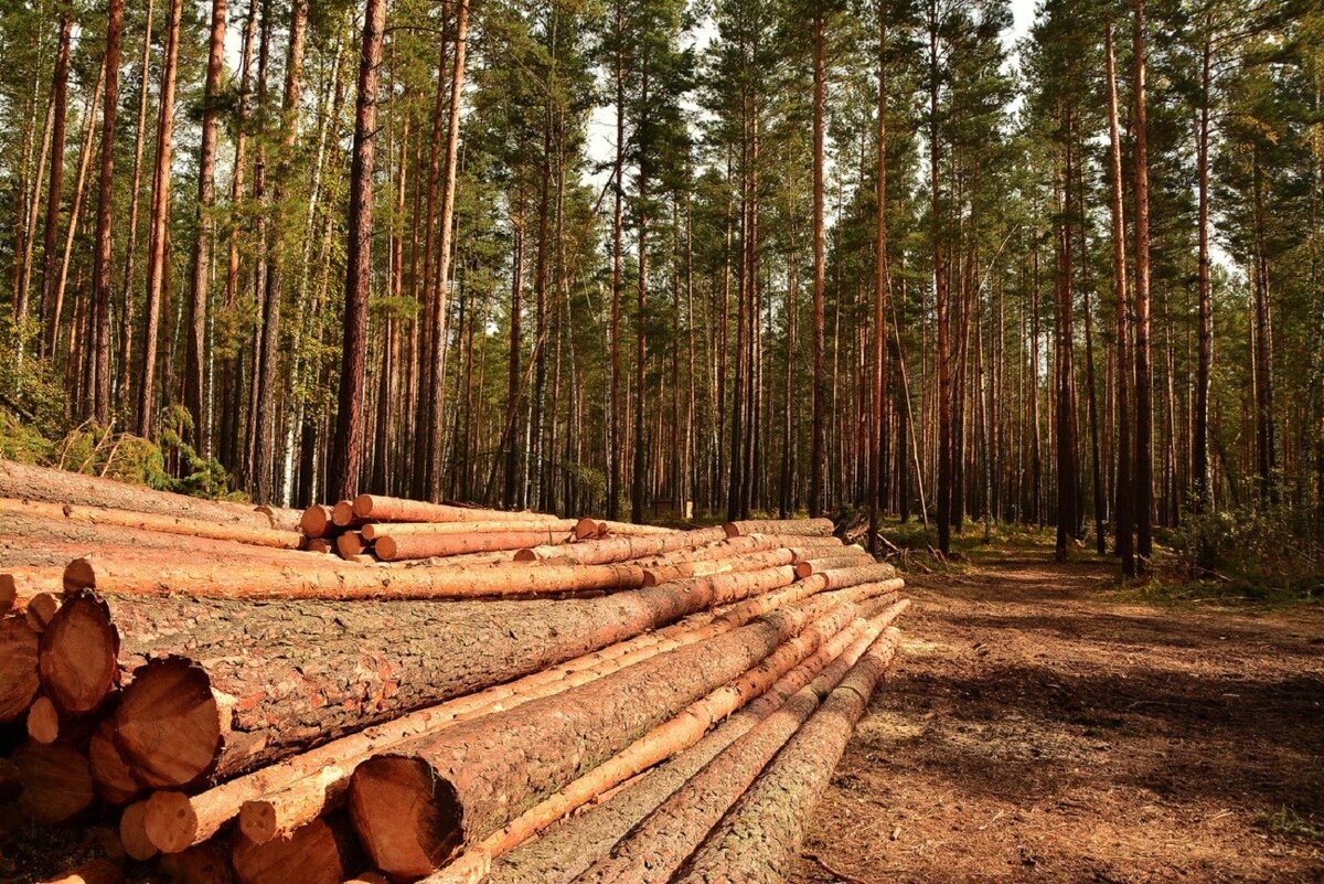 Как получить бесплатный лес на строительство дома