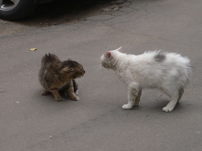 Коты дерутся. Драка котов. Пушистые котята дерутся. Коты дерутся на прогулке. Слушать звук драки