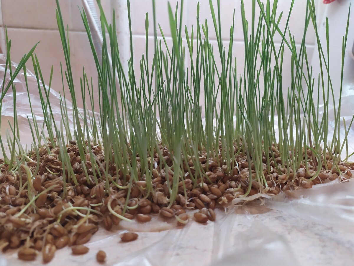 Проращиваю семена пшеницы до 4 - 5 дней. 