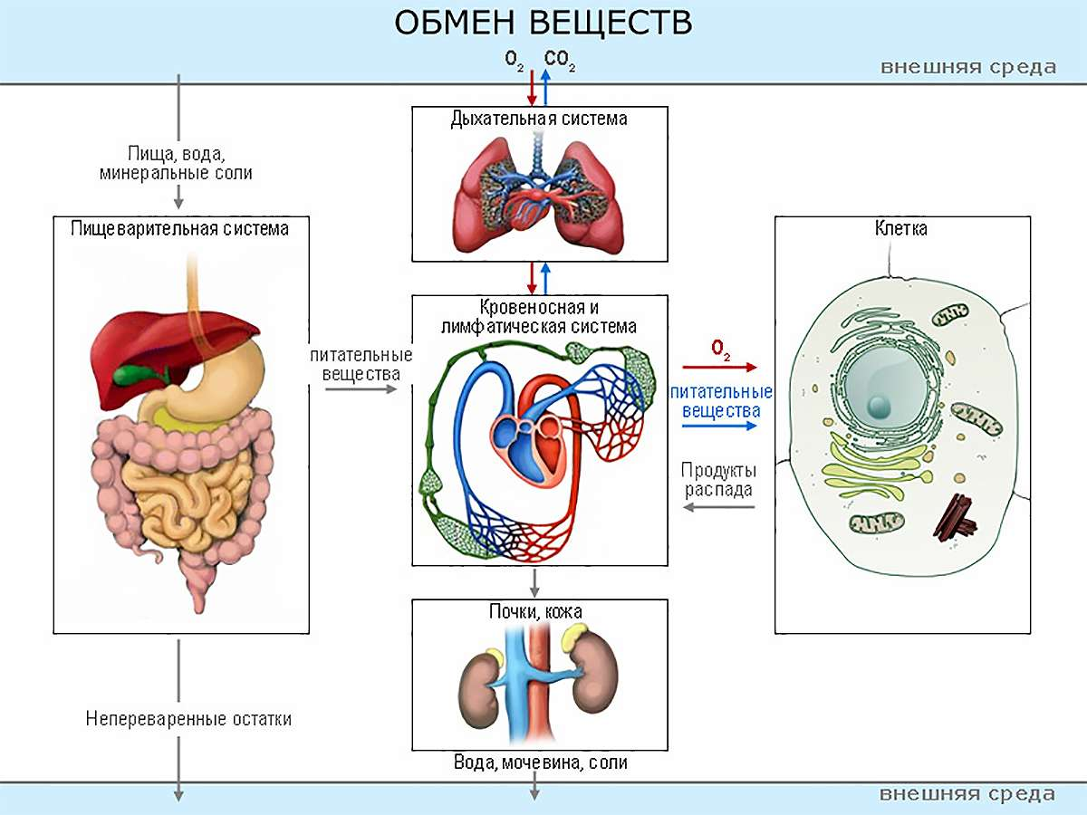 Обмен веществ и здоровье