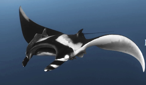 Манта, вид скатов,для охраны которых выделяются средства от продажи ювелирных изделий