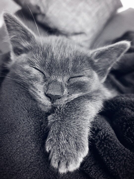 https://pixabay.com/photos/cat-kitten-sleeping-pet-feline-3971068/